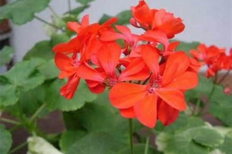 铁树喜肥吗 喜欢施什么肥料