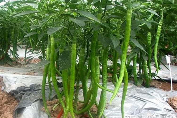 辣椒已结果了追什么肥好？