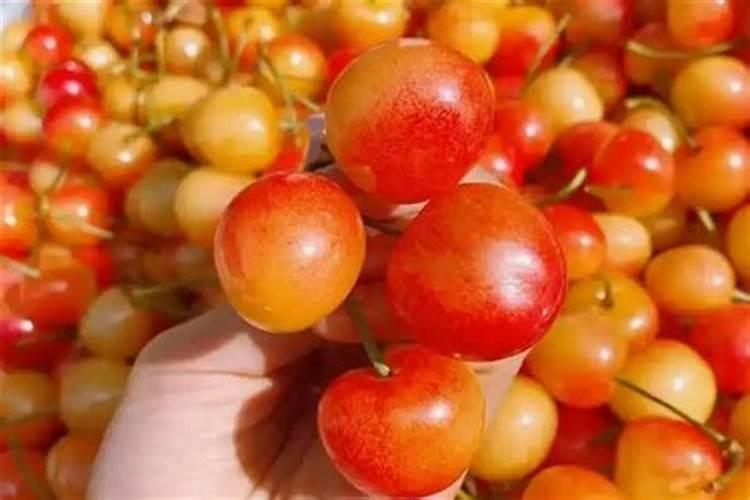 黄蜜大樱桃几年结果实