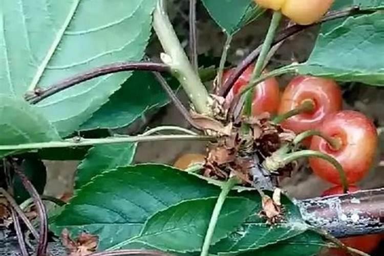 黄蜜樱桃几年结果