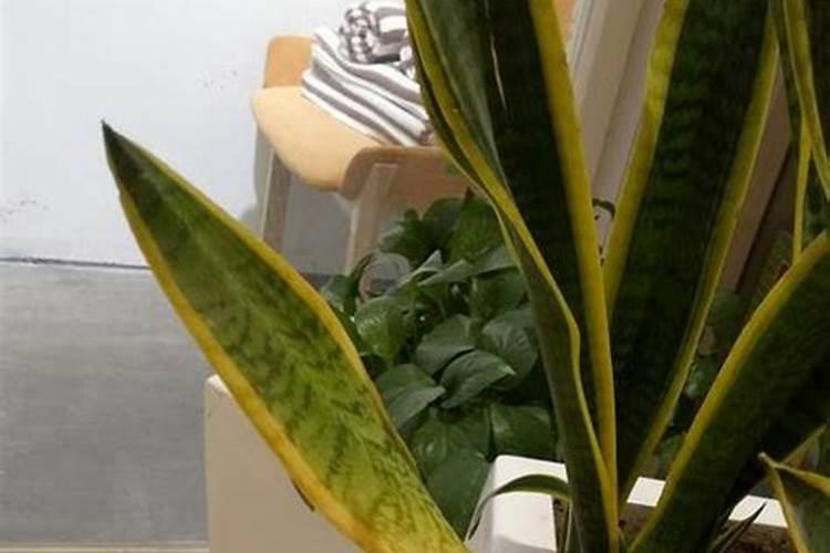虎皮兰为什么不生根呢是什么原因,虎皮兰种了两个月还没长根怎么办百度...
