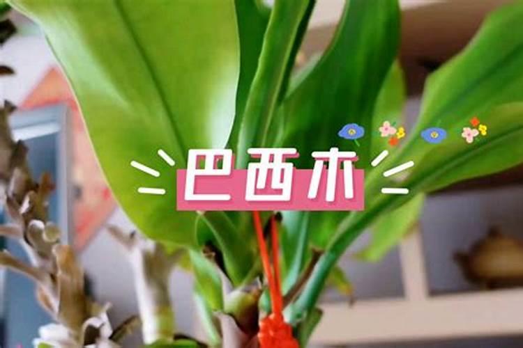 钙肥的正确使用