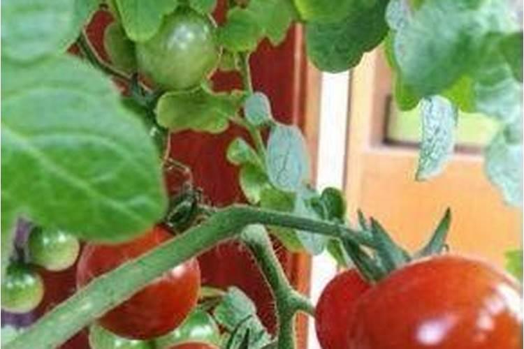 西红柿什么时候施肥 西红柿施肥时间