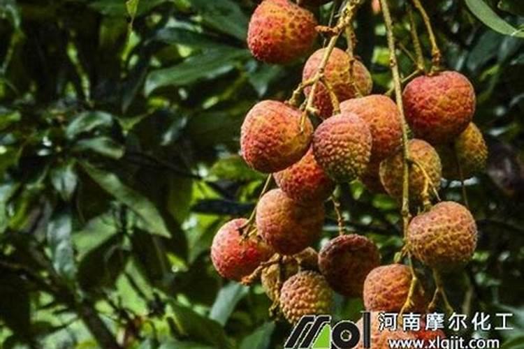 钙藻对于海缸的意义