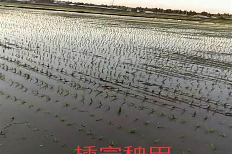 水稻返青用硫酸铵还是尿素