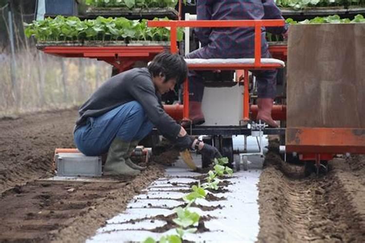 南瓜施肥施用什么水溶肥？