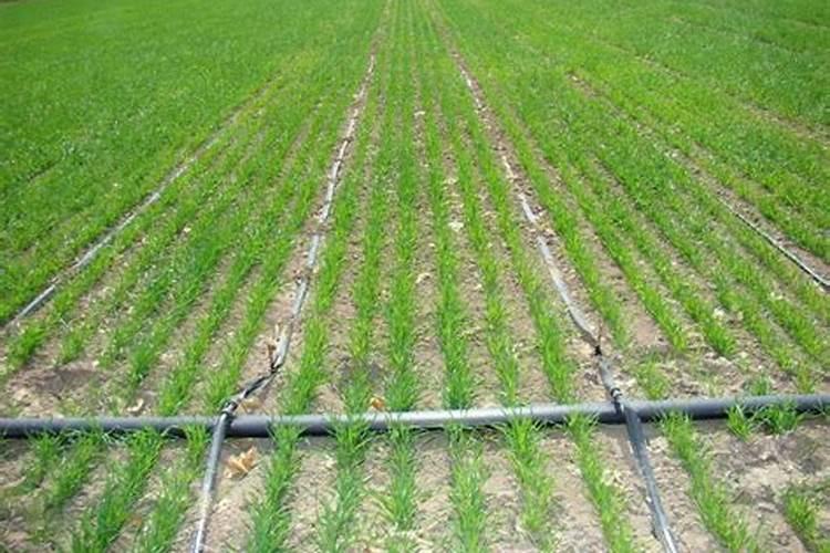 滴灌带冲肥冲几小时好？