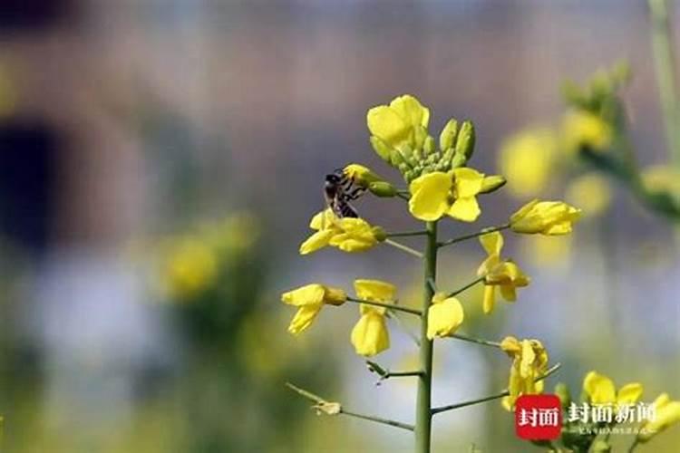 油菜开花时候能不能打硼肥