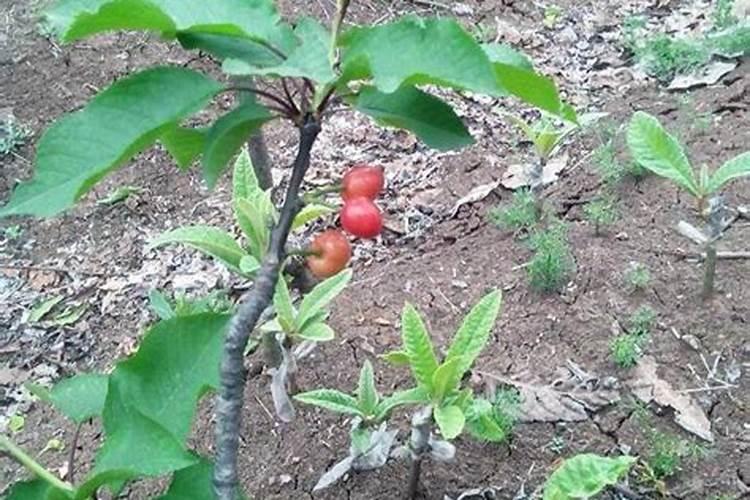 硼肥和磷酸二氢钾可以混用吗