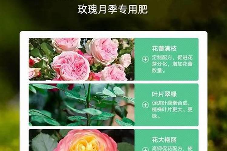 刚火化出炉的人体骨灰是粉状的还是块状的