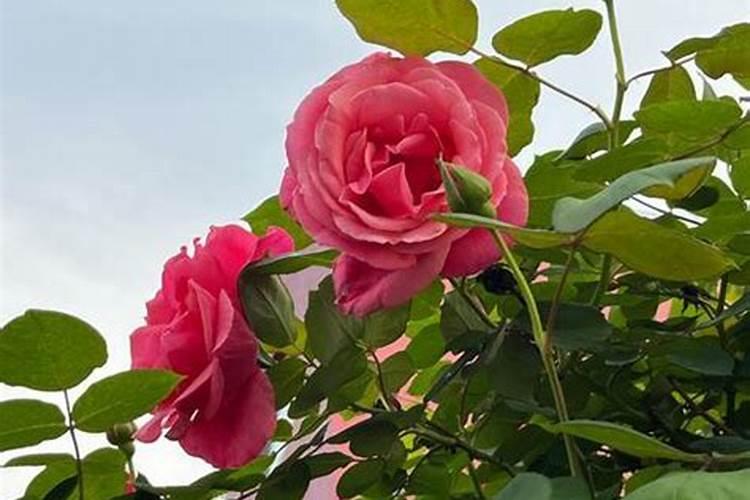 怎样让月季长出花骨朵？