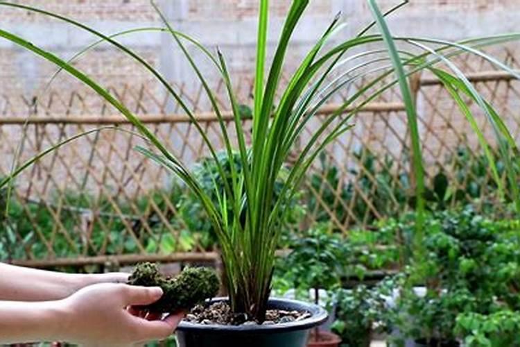 芸苔素都有什么剂型？用在农作物方面效果怎么样,价格怎么样？谢谢百度...