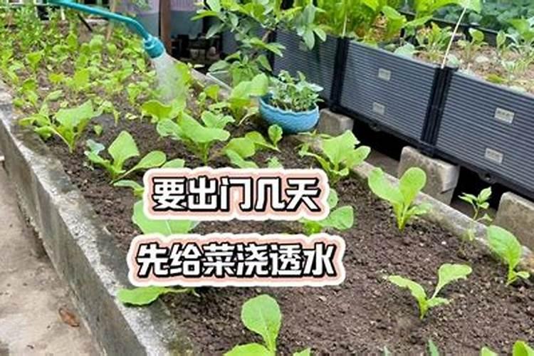 种菜先把土里施肥再种菜好吗