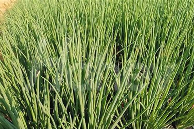 尿素可以做花肥吗