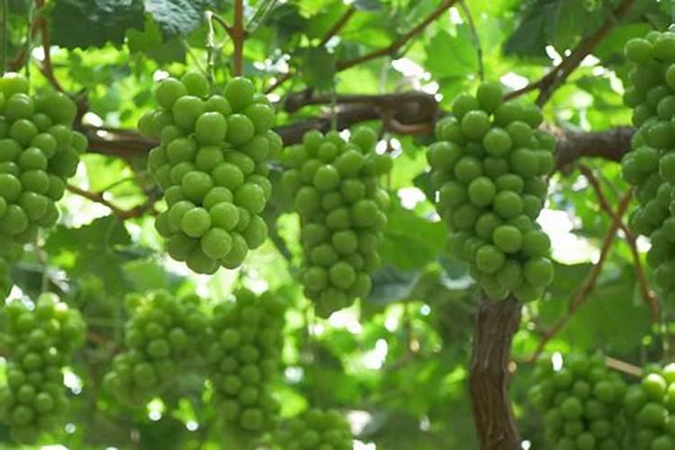 秋灯琐忆的作品原文