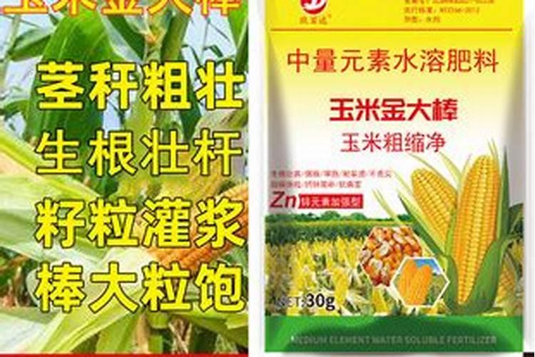 锌肥对玉米的作用
