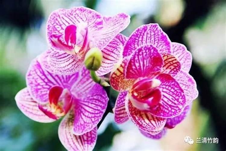 蝴蝶兰施什么肥料