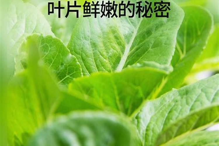 种菜需要什么肥料