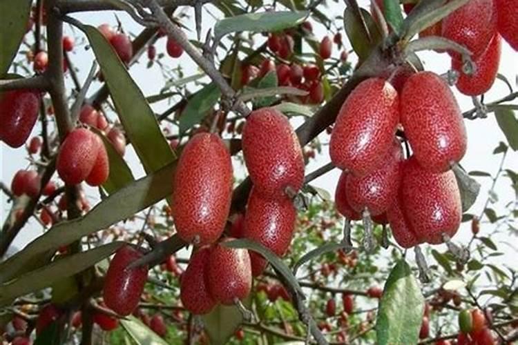 让桃子膨大、增甜、着色的方法有哪些？
