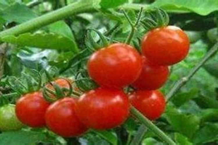 生物知识藻类植物大多是单细胞生物还是多细胞生物