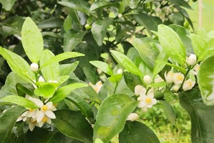 ...解除解除除草剂除草剂对黄的危害是这样叶小节叶短叶面干燥叶子黄