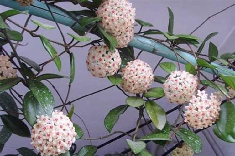球兰花怎样才能养才开花