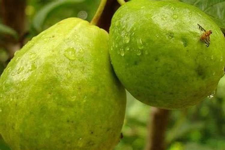 玉米什么时候喷施叶面肥