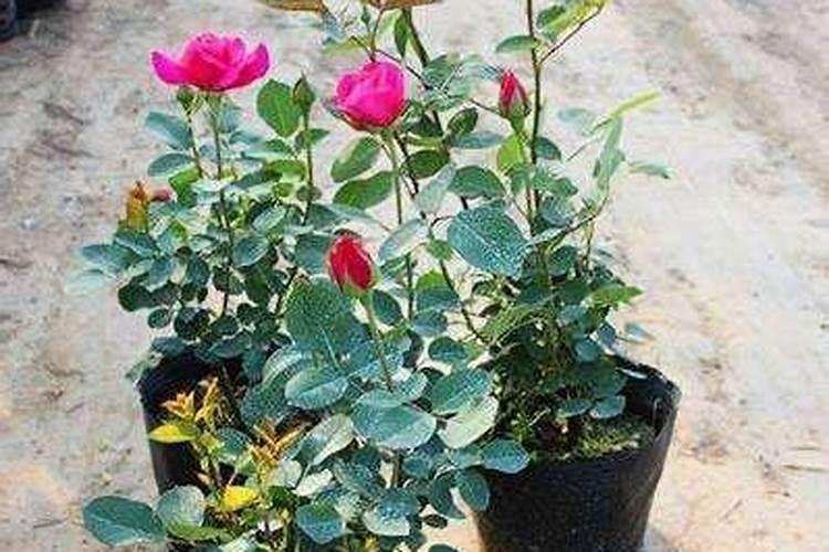 大豆初花期盛花期用什么叶面肥最好