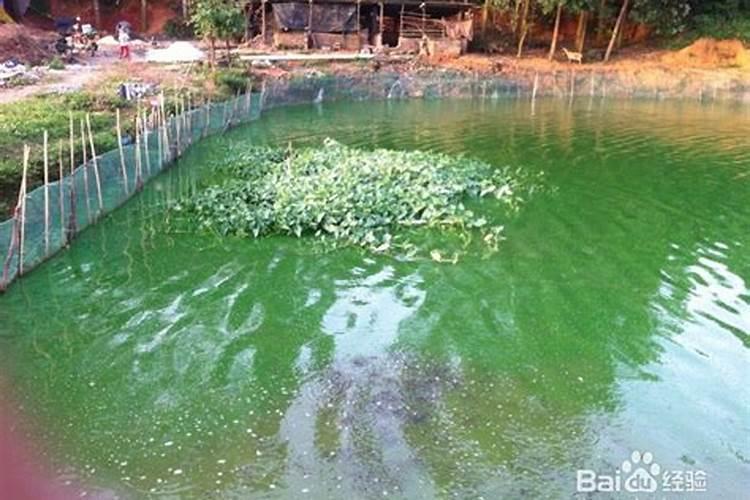 草鱼想赚钱？饲料利用率是关键!投喂注意这几点,养殖效益翻倍!