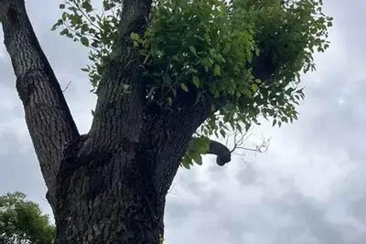 第一年栽的杨树能施肥吗