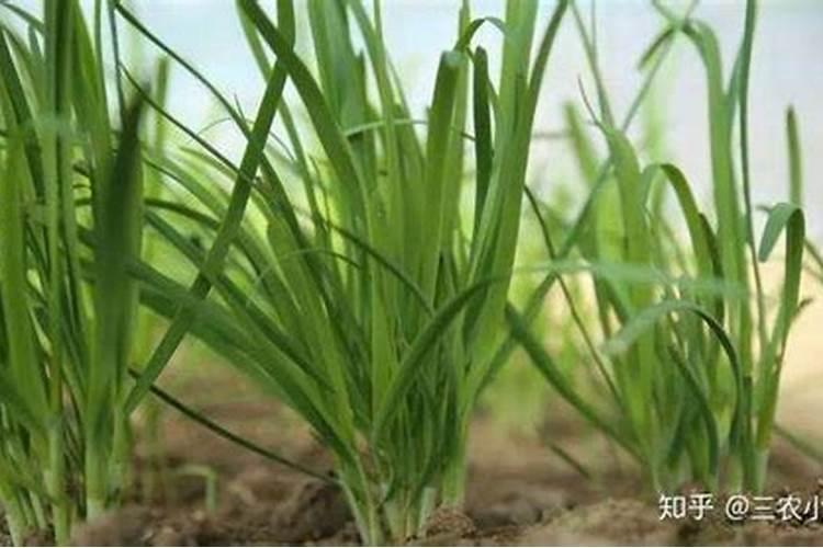 冬天可以种韭菜吗 种韭菜需要什么肥料