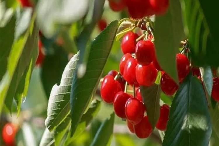 栽植樱桃树苗施什么肥