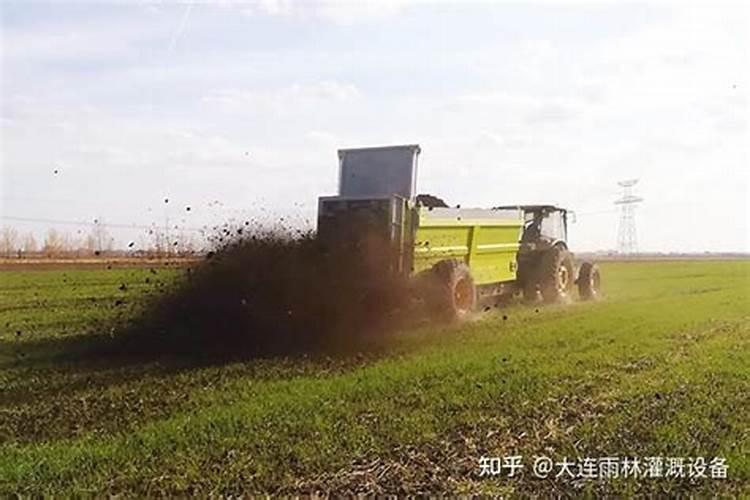 马铃薯幼苗期追肥的时候,为什么最好使用腐熟的粪水？