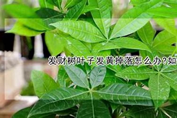 夏天发财树叶子发黄脱落怎样挽救