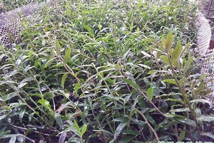 杨梅树施什么肥料好？