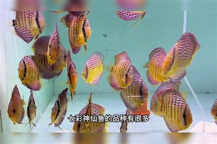 什么农药可以使植物快速变绿？