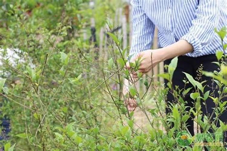 茄子这种情况是什么原因,谢谢各路神仙解答