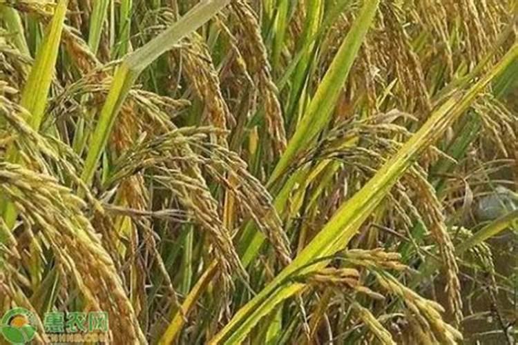 水稻追反青肥什么时候追,追尿素每亩追多少？