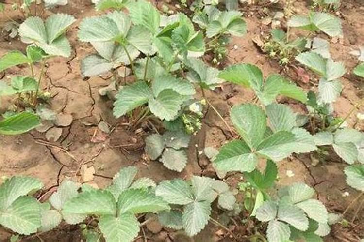 草莓喜肥吗 喜欢施什么肥料