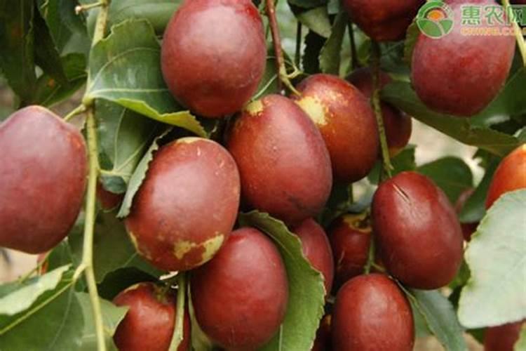 红枣防裂果,有什么好的办法？