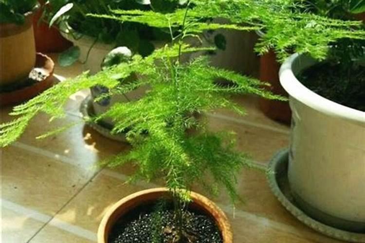 文竹用什么肥能长粗壮