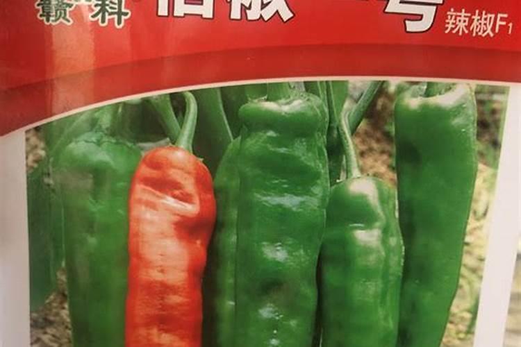 辣椒专用肥料哪种最好