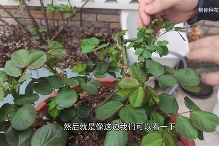 月季春季如何施肥