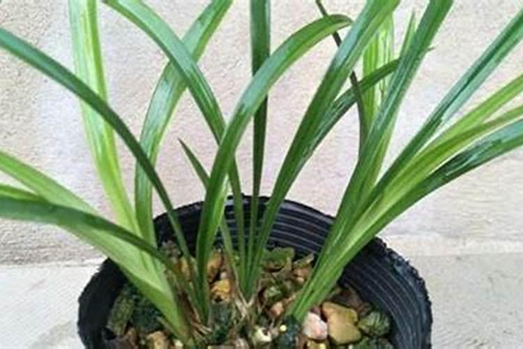 建兰的施肥方法