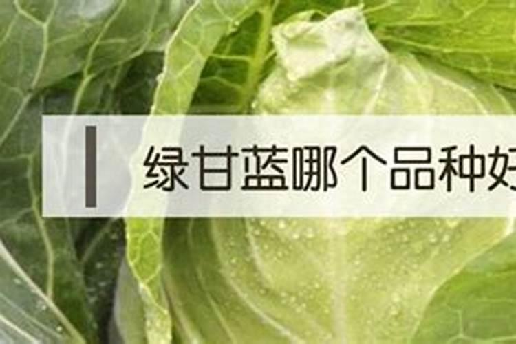 盐碱地种植圆白菜能不能