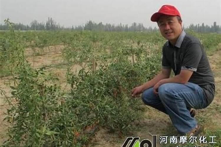 种枸杞的正确方法 饼肥等作基肥