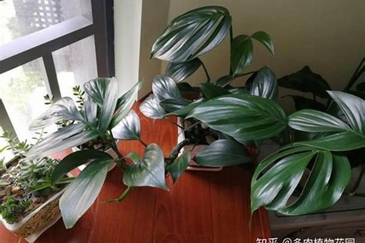 杜鹃换盆后立即浇水吗？