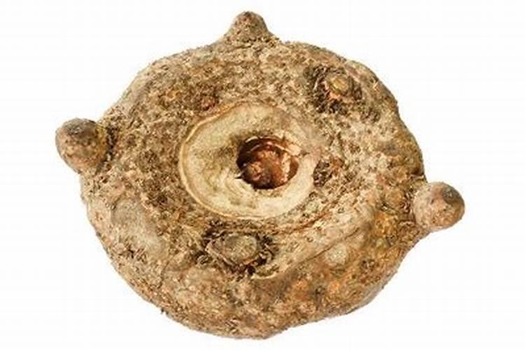 魔芋种植要用什么肥料不会烂？