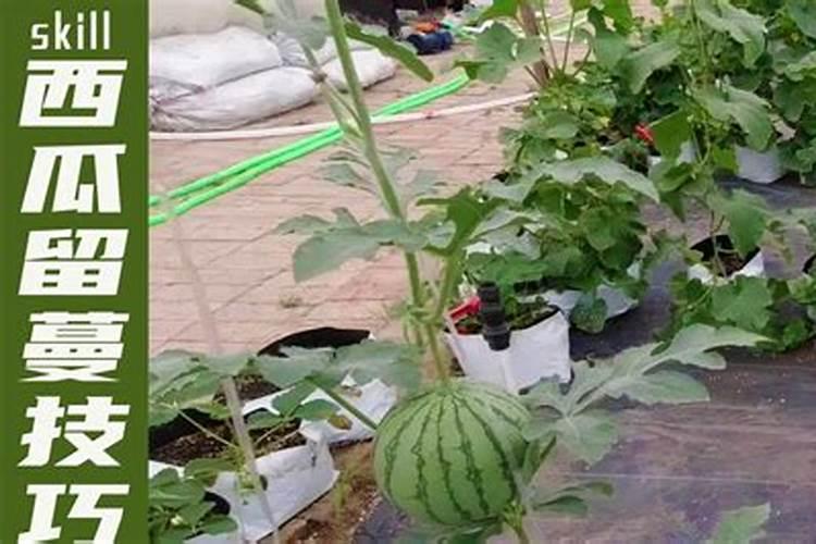 西瓜如何整枝打杈留瓜 西瓜用什么肥料增甜