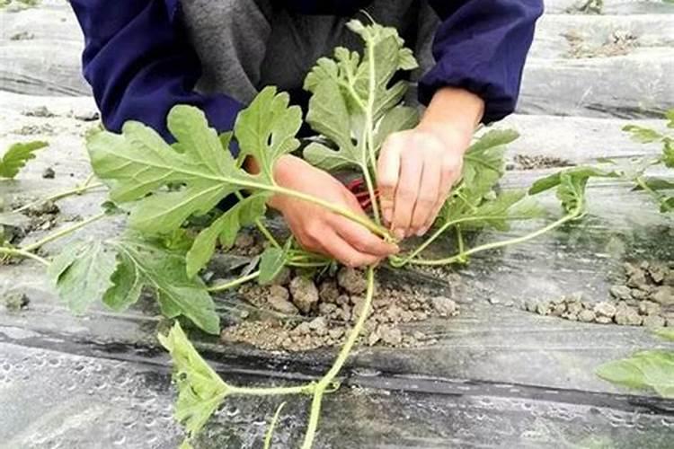 西瓜怎么种 种植西瓜方法介绍